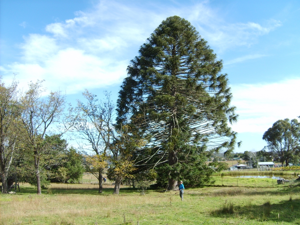 Araucaria bidwillii