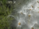 Asclepias asperula