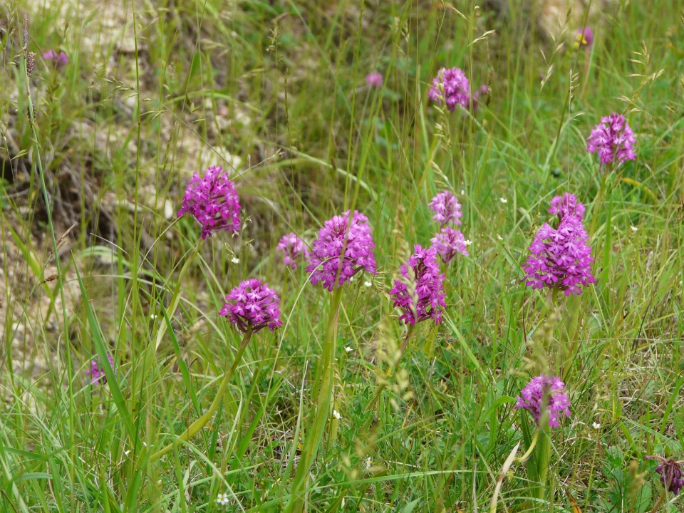 Anacamptis pyramidalis