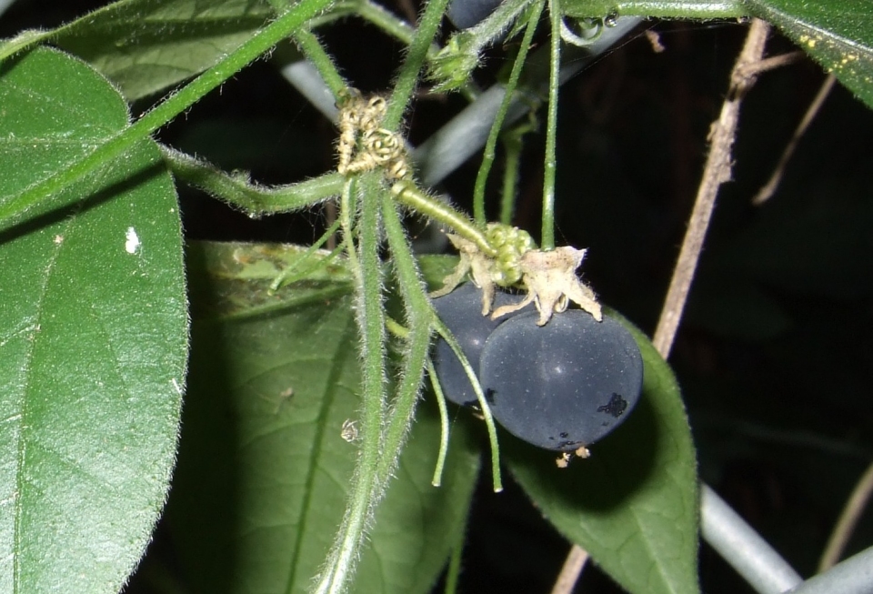 Passiflora suberosa