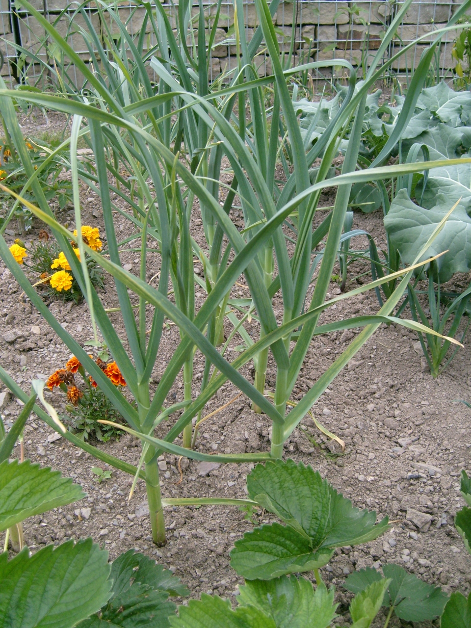 Allium sativum