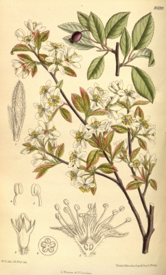 Amelanchier bartramiana