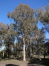 Eucalyptus bosistoana