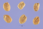 Barbarea vulgaris