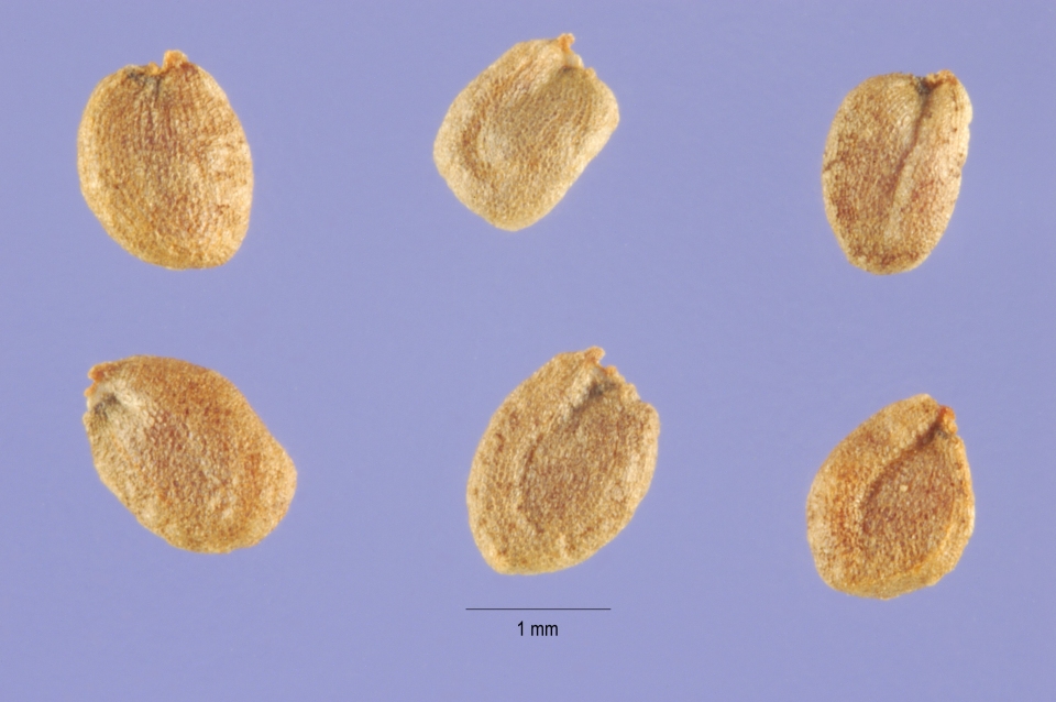 Barbarea vulgaris