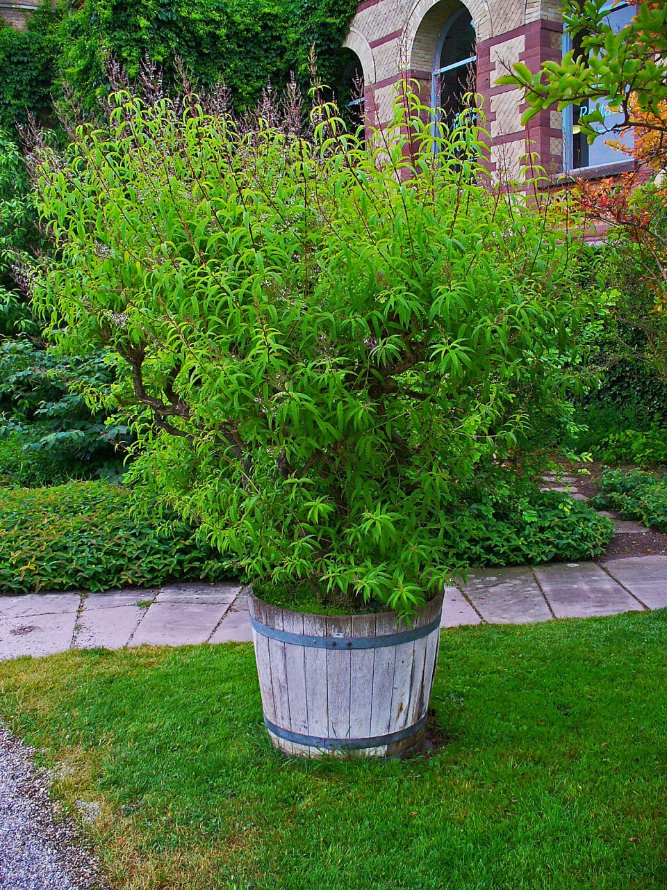 Aloysia citrodora