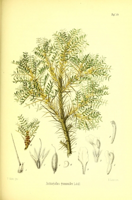 Astragalus gummifer