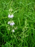 Adenophora triphylla