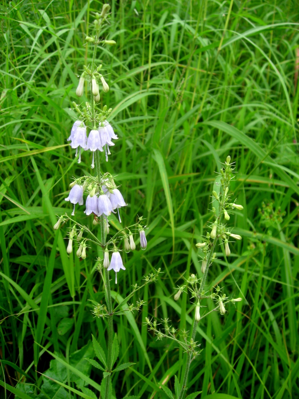 Adenophora triphylla