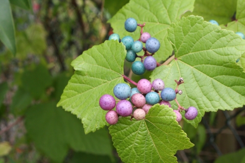 Ampelopsis glandulosa