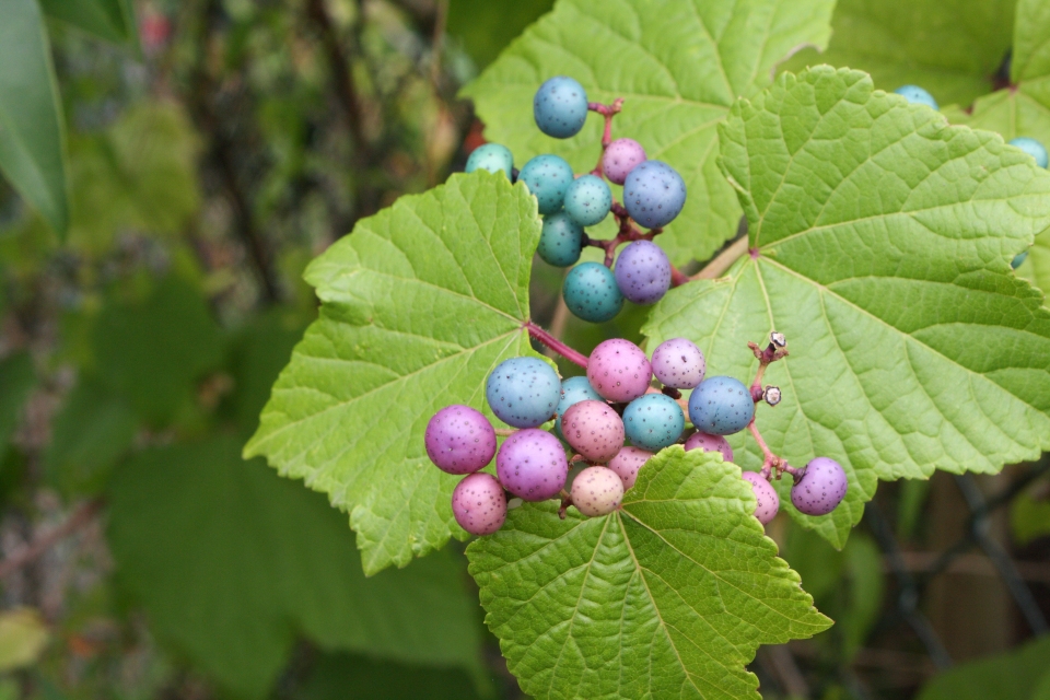 Ampelopsis glandulosa