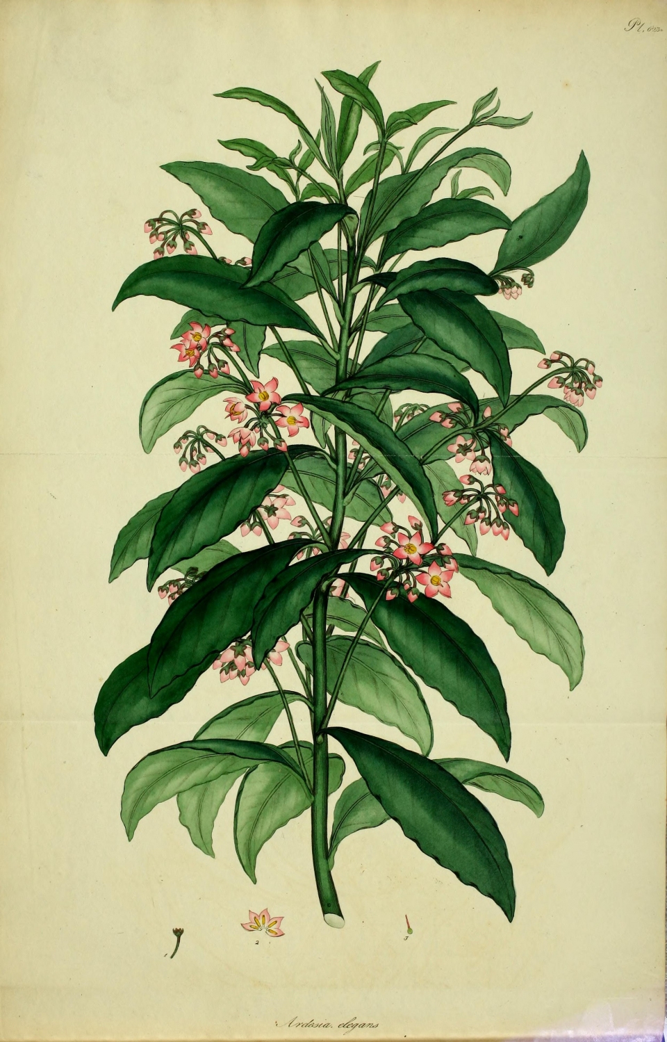 Ardisia crenata