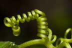 Psophocarpus tetragonolobus