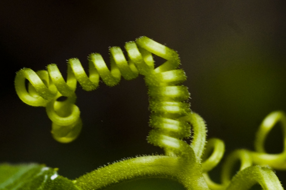 Psophocarpus tetragonolobus