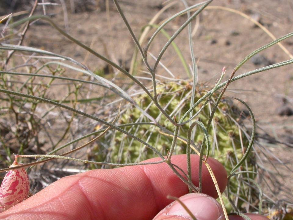 Astragalus ceramicus