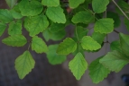 Akebia trifoliata