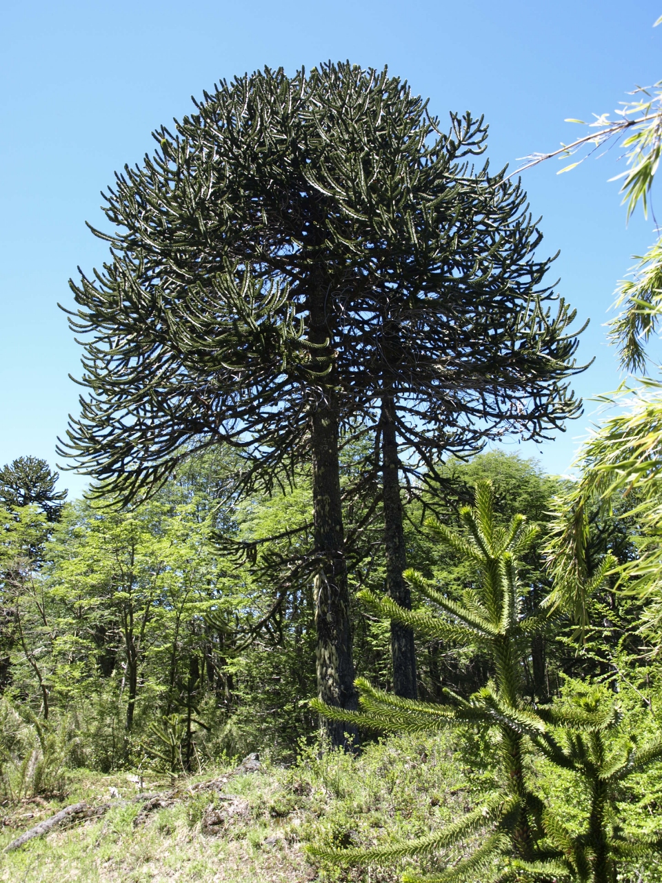 Araucaria araucana