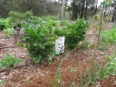 Apium graveolens dulce