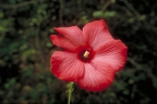 Abelmoschus moschatus