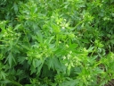Apium graveolens
