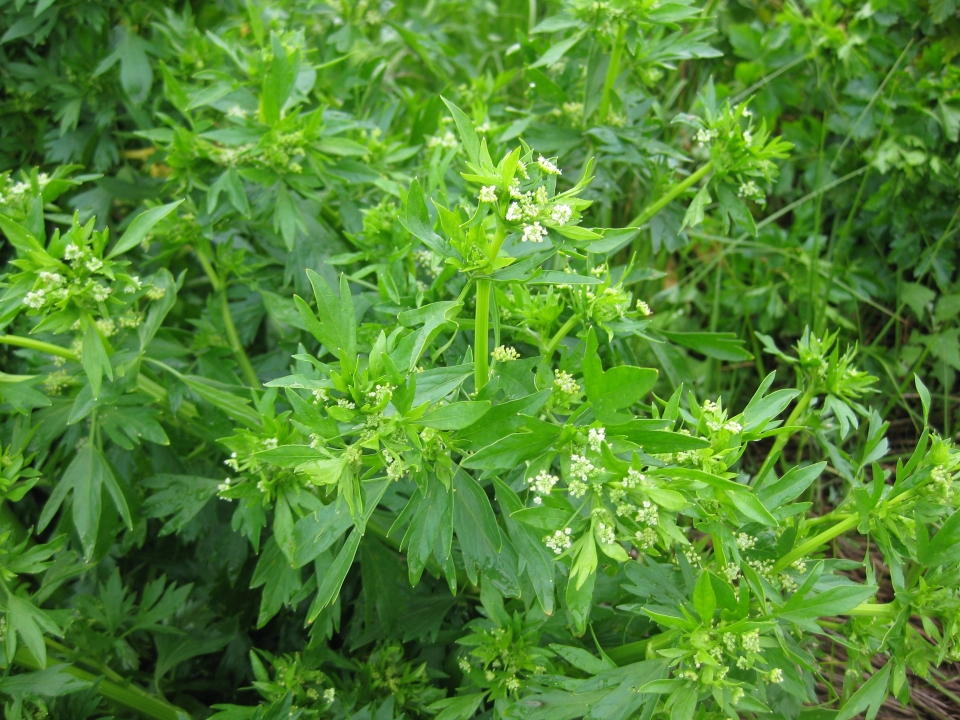 Apium graveolens
