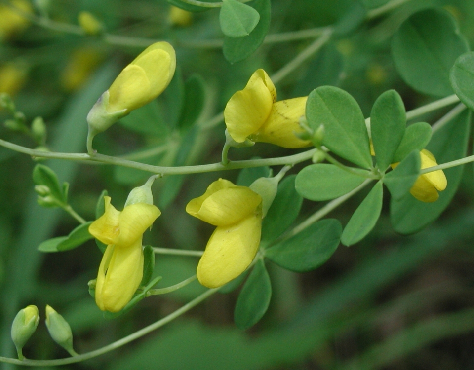 Baptisia tinctoria