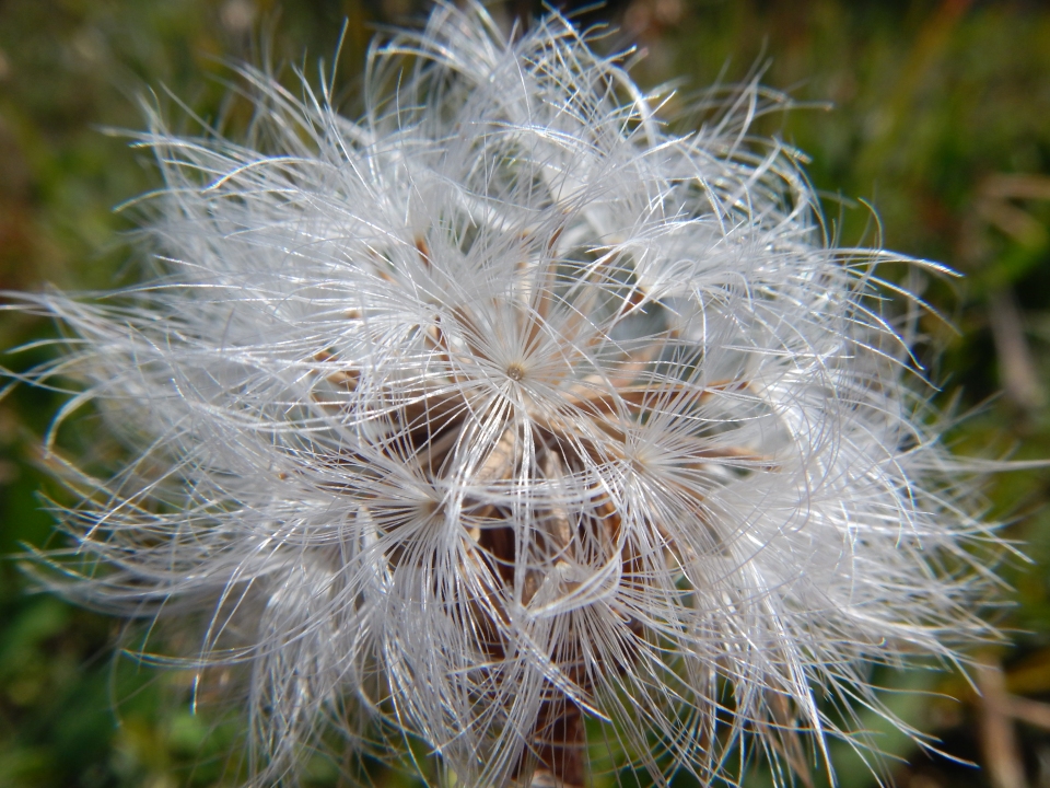 Agoseris glauca