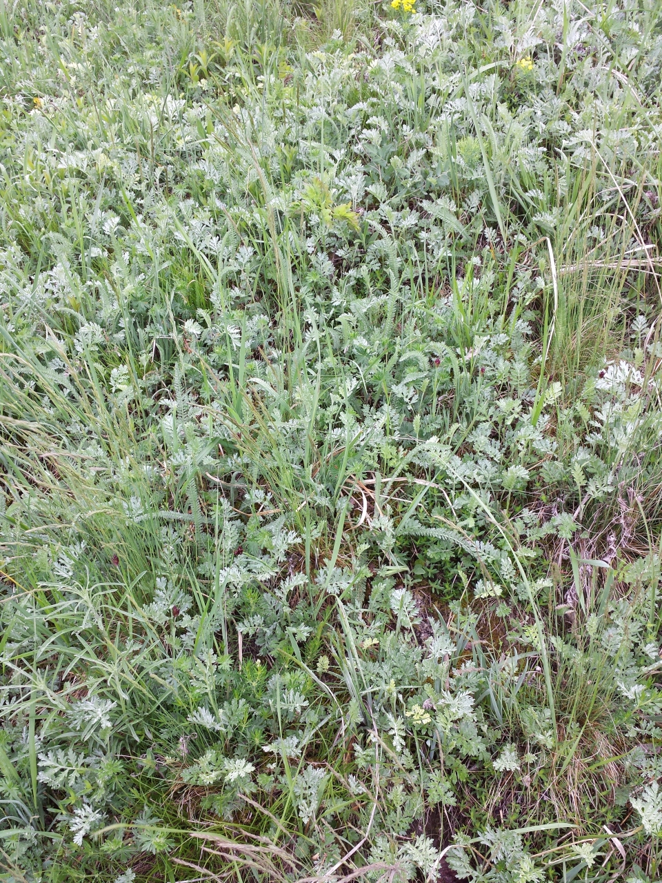 Artemisia pancicii