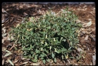 Billardiera scandens