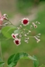 Paederia foetida