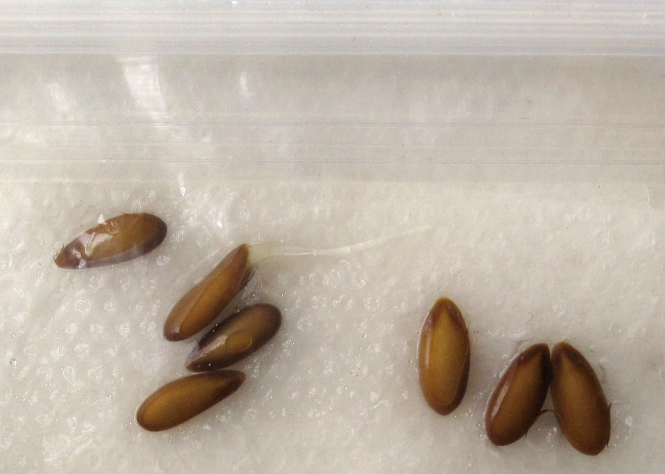 Cucumis melo cantalupensis