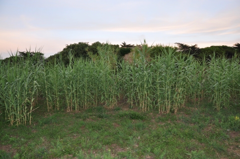 Arundo donax