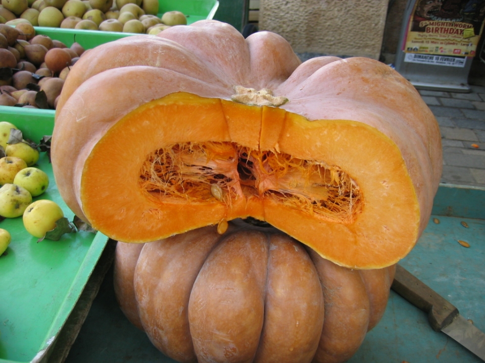 Cucurbita moschata