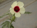 Hibiscus cannabinus