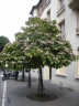 Clerodendrum trichotomum