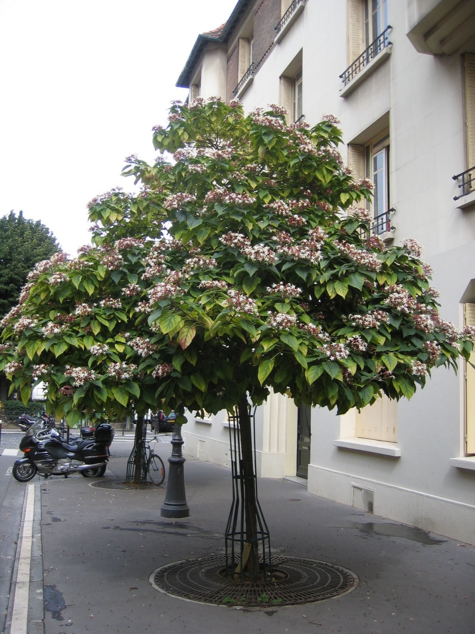 Clerodendrum trichotomum