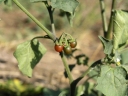 Solanum villosum