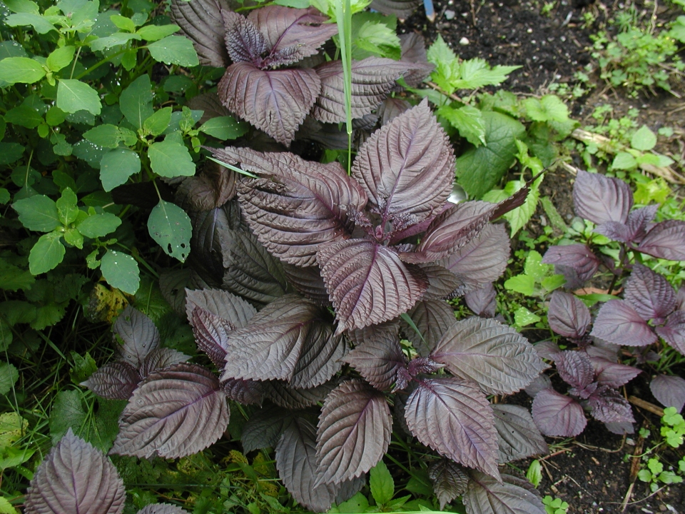 Perilla frutescens nankinensis