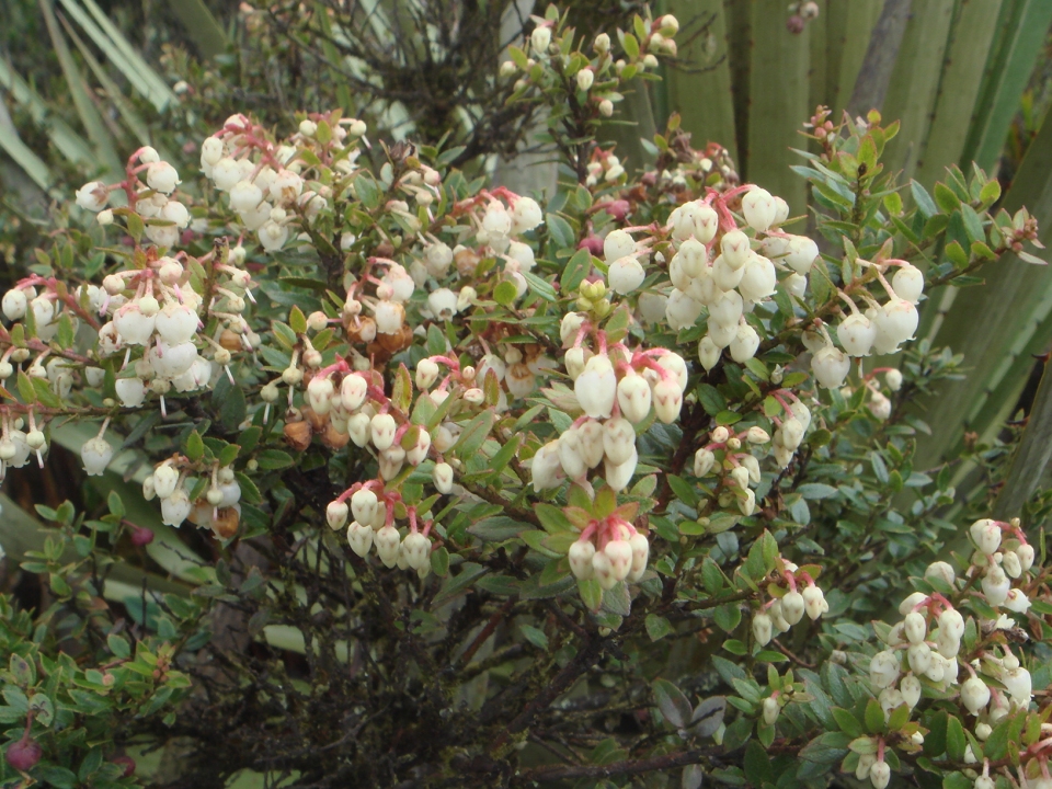 Vaccinium floribundum