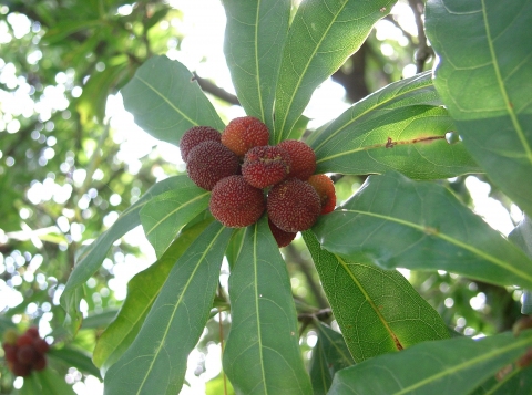 Morella rubra