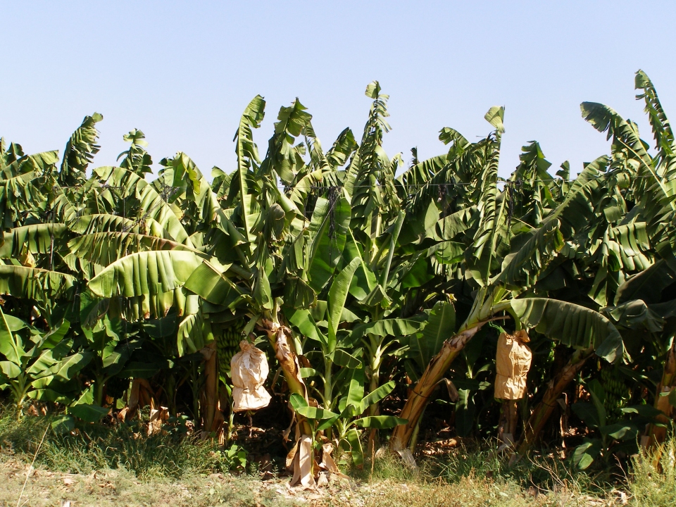 Musa acuminata