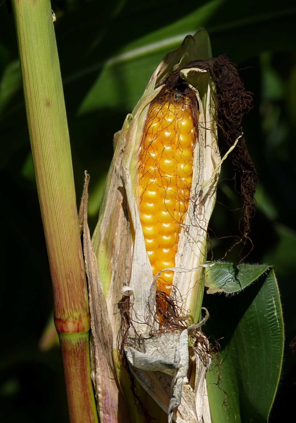 Zea mays