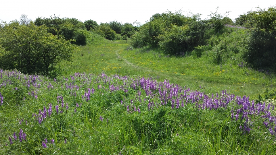 Vicia tenuifolia