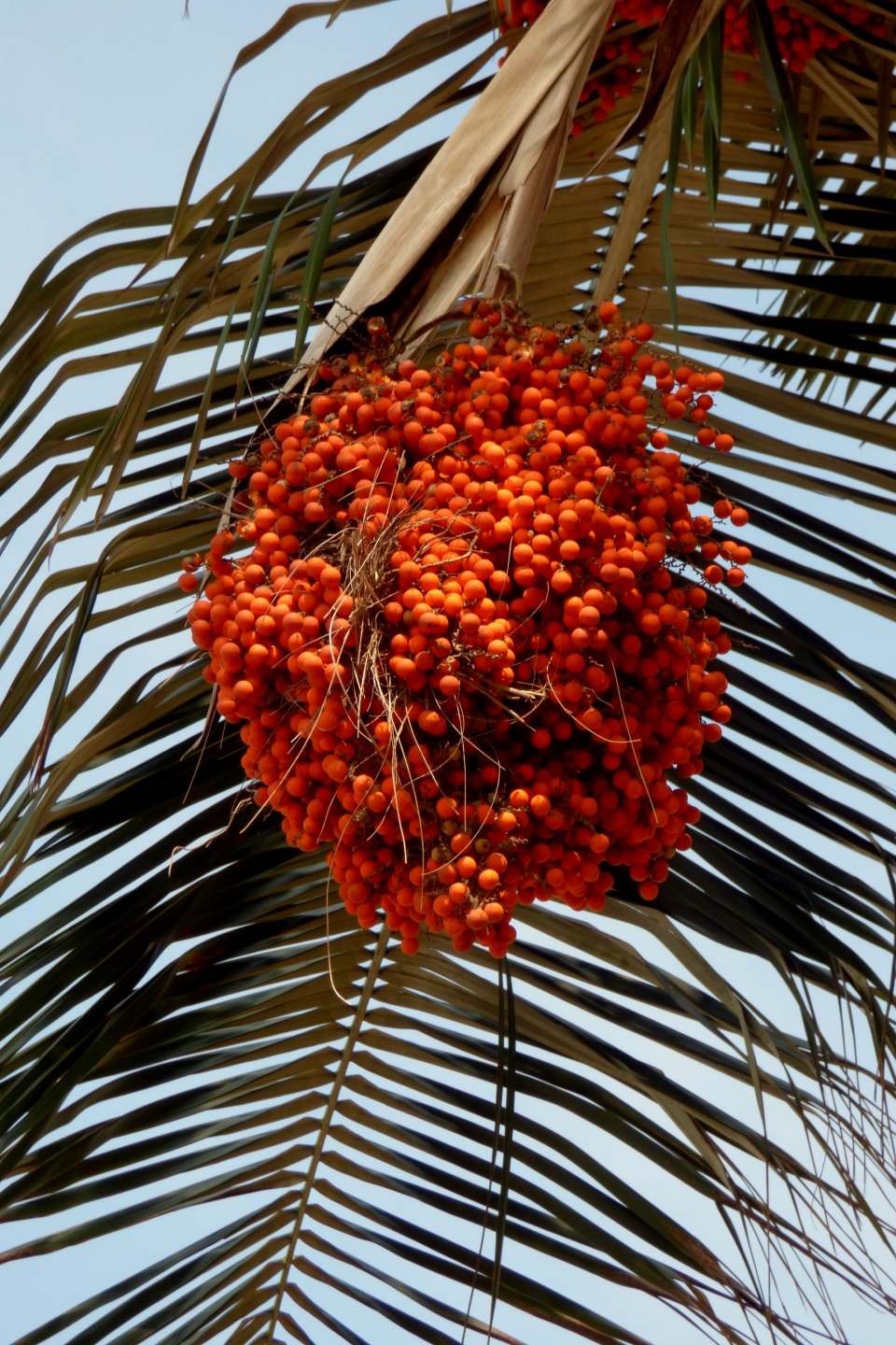 Ceroxylon alpinum