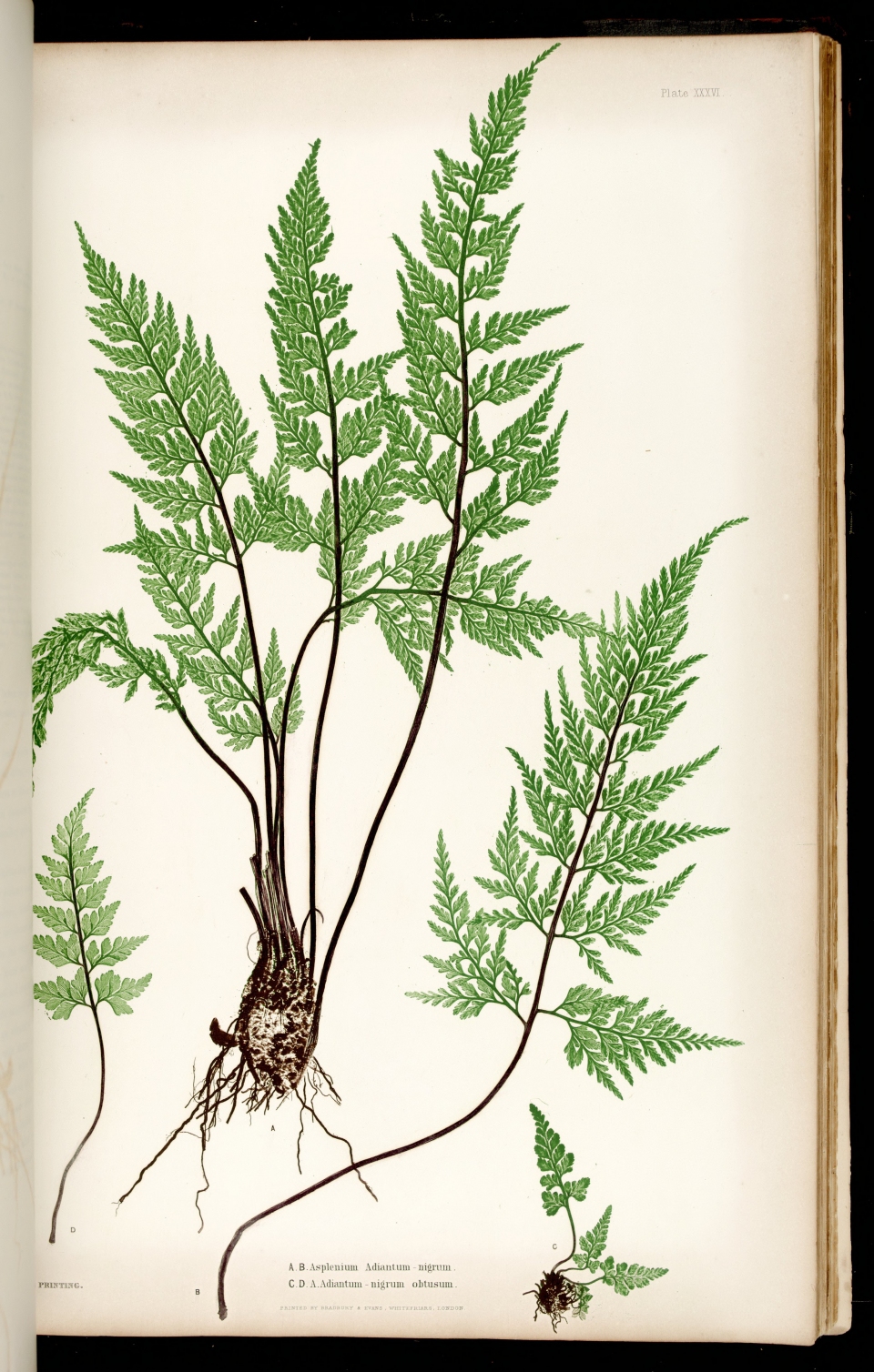 Asplenium adiantum-nigrum