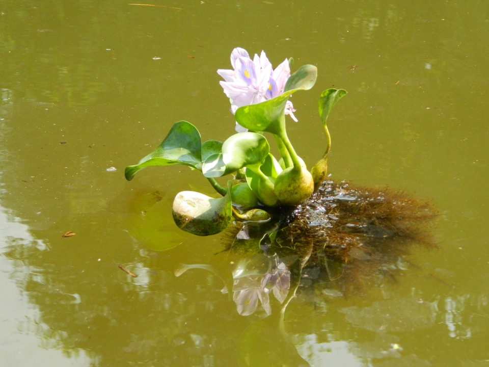 Eichhornia crassipes