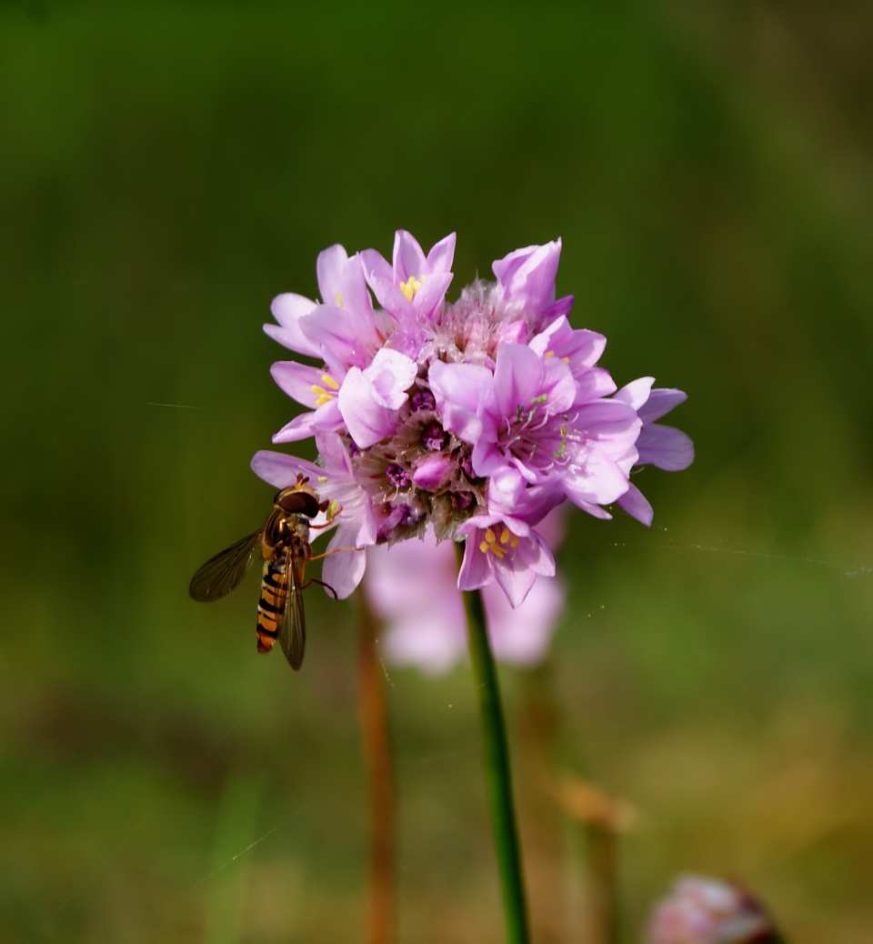 Armeria maritima