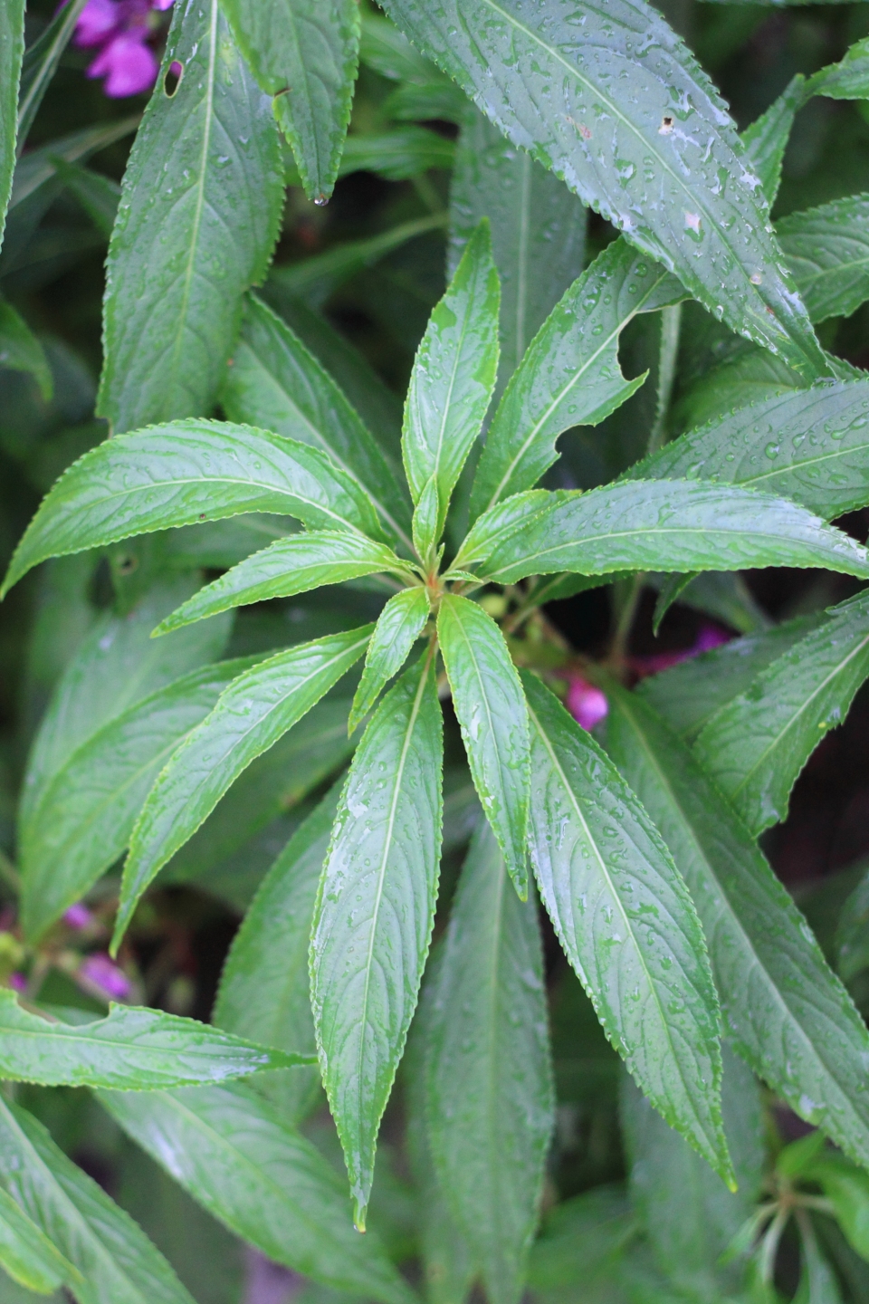 Impatiens balsamina