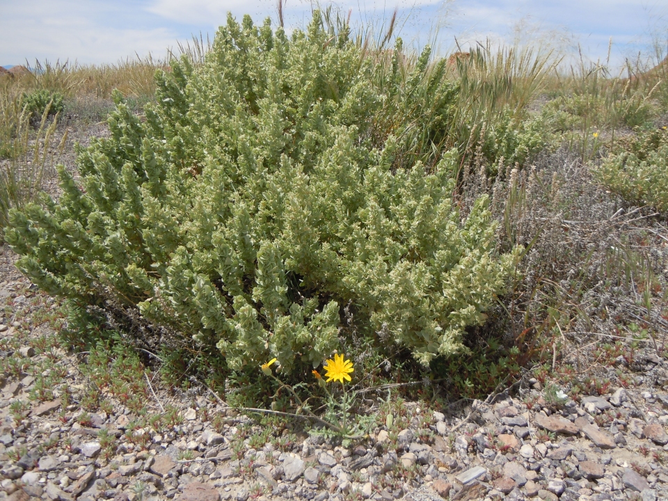 Atriplex confertifolia