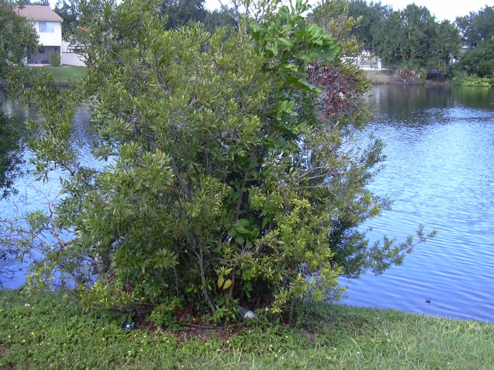 Morella cerifera